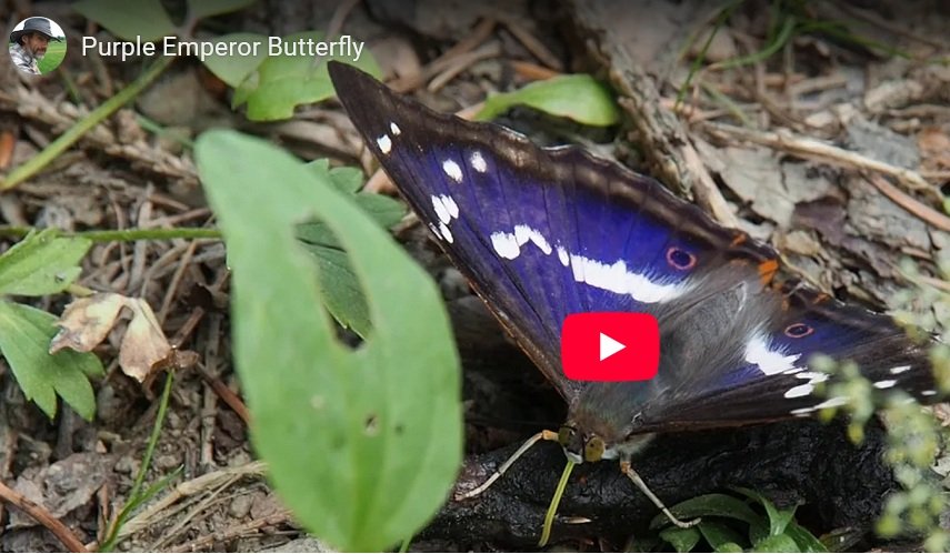 emperor butterfly 
