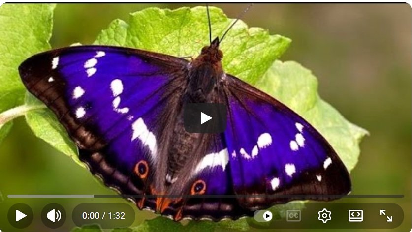 purple emperor butterfly